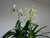 Paphiopedilum 